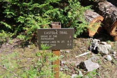 Grove of the patriarchs, Mt.Rainier trail head
