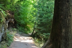 Grove of the patriarchs, Mt.Rainier trail