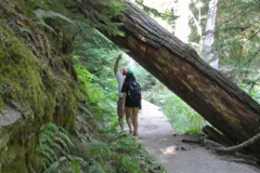 Grove of the patriarchs, Mt.Rainier Trail Tree fall