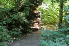 Grove of the patriarchs, trail 1 Mt.Rainier