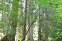 Grove of the patriarchs, Mt.Rainier tree height
