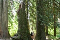 Grove of the patriarchs, Mt.Rainier trail 4