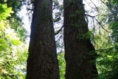 Grove of the patriarchs, Mt.Rainier large trees