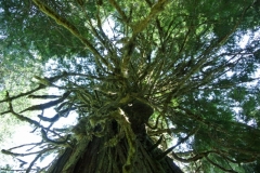 Grove of the patriarchs, Mt.Rainier look up into trees